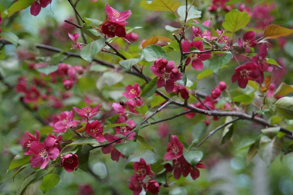 Foto Utan Bearbetning Riklig Blomning Äppelträd Med Röda Blommor Vacker — Stockfoto