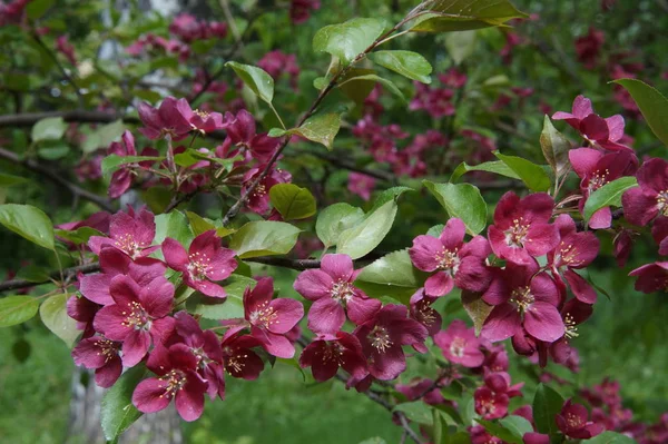Foto Utan Bearbetning Riklig Blomning Äppelträd Med Röda Blommor Vacker — Stockfoto