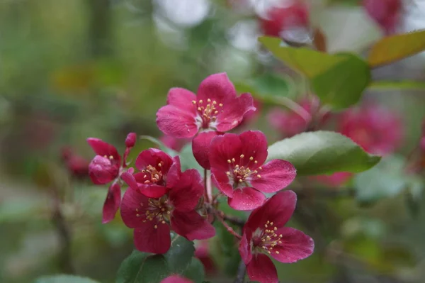 Foto Ohne Bearbeitung Reichlich Blühende Apfelbäume Mit Roten Blüten Schöne — Stockfoto