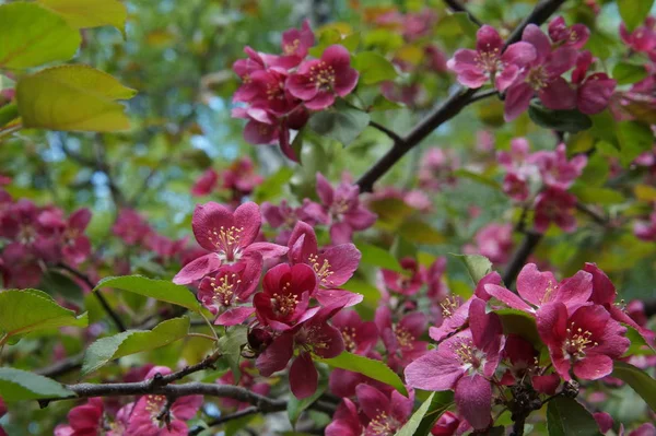 Foto Sem Processamento Floração Abundante Macieiras Com Flores Vermelhas Belo — Fotografia de Stock