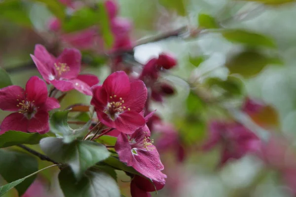 Foto Utan Bearbetning Riklig Blomning Äppelträd Med Röda Blommor Vacker — Stockfoto