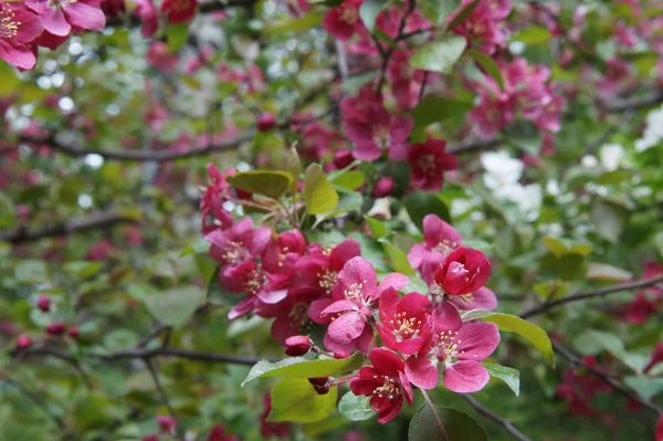 処理なしの写真 赤い花を持つリンゴの木の豊富な開花 美しいぼかし バーガンディ レッド ターコイズ — ストック写真