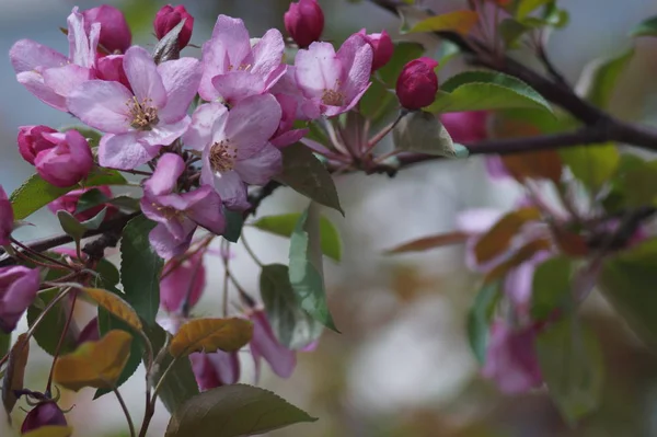 処理なしの写真 大都会の路上に赤い花を持つリンゴの木の豊富な開花 美しいぼかし バーガンディ ライラック ピンク レッド ターコイズ ブルー — ストック写真