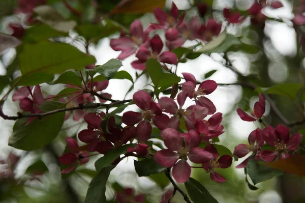 Photo without processing. Abundant flowering of apple trees with red flowers. Beautiful blur. Colors: green, burgundy, red, turquoise.