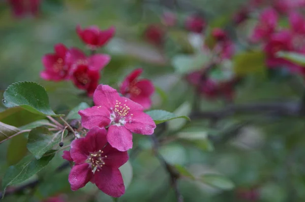 Fotografie Bez Zpracování Hojné Kvetoucí Jabloní Červenými Květy Nádherná Rozmazaná — Stock fotografie