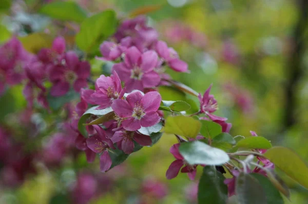 処理なしの写真 赤い花を持つリンゴの木の豊富な開花 美しいぼかし バーガンディ レッド ターコイズ — ストック写真