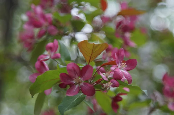 処理なしの写真 赤い花を持つリンゴの木の豊富な開花 美しいぼかし バーガンディ レッド ターコイズ — ストック写真