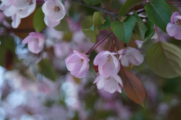 処理なしの写真 大都会の路上に赤い花を持つリンゴの木の豊富な開花 美しいぼかし バーガンディ ライラック ピンク レッド ターコイズ ブルー — ストック写真