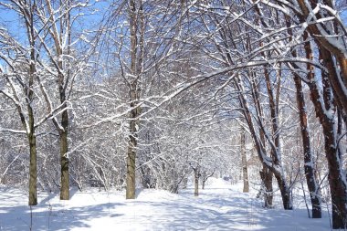 Güneşli bir günde park et.