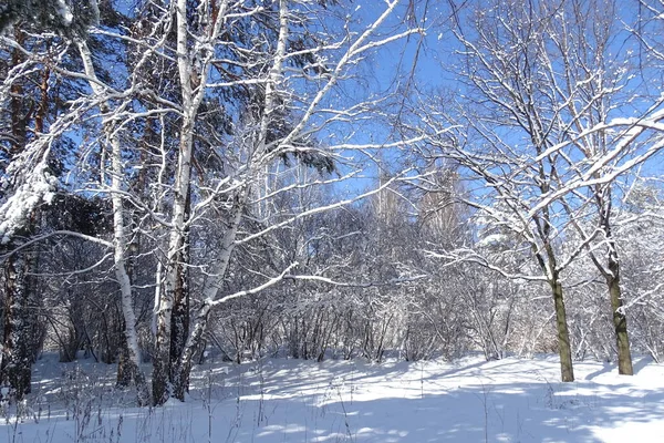 Park Sunny Frosty Day — Stock Photo, Image