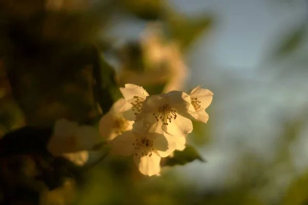 夕日の光の中で咲くジャスミンの写真 — ストック写真