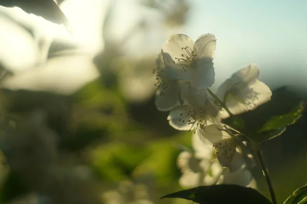 Photo Blooming Jasmine Rays Setting Sun — Stock Photo, Image