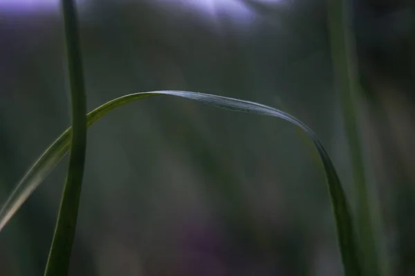 Фото Травинки Фоне Травы Заката — стоковое фото