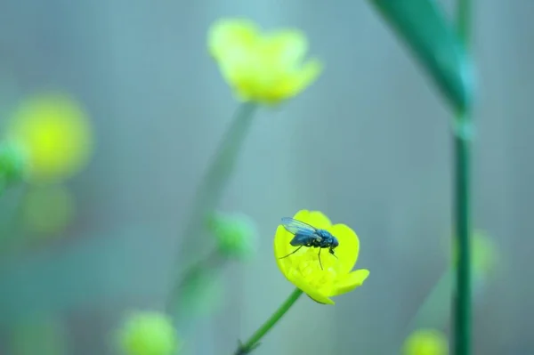 Муха Цветке Лютика Ярко Желтый Сине Зеленом Фоне — стоковое фото