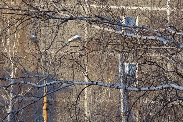 Paisagem Urbana Texturas Galhos Árvores Paredes Janelas Fios Iluminação Pôr — Fotografia de Stock