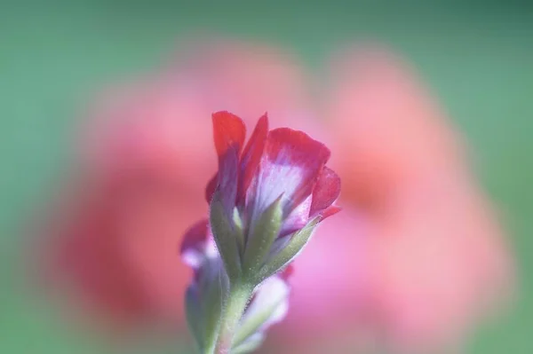 Una Flor Rosa Roja Que Parece Una Rosa Sobre Hermoso —  Fotos de Stock