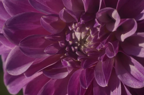 Het Centrale Deel Van Een Grote Dahlia Bloem Goede Scherptediepte — Stockfoto