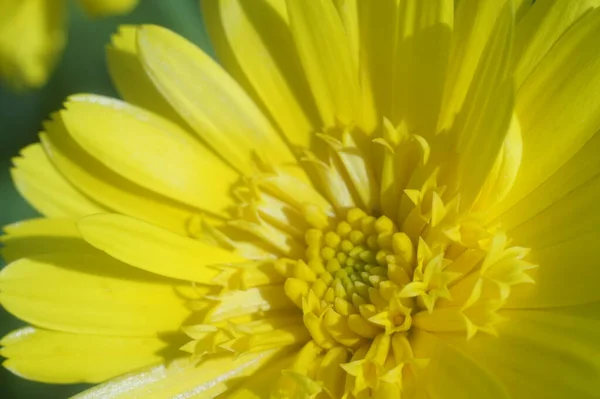 Blume Ringelblume Gelb Orange Gute Schärfentiefe — Stockfoto