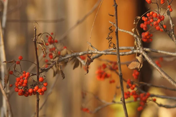 Herbstliches Stillleben Vogelbeerzweige Mit Fallenden Blättern Und Roten Beeren Natürliches — Stockfoto