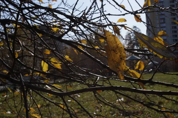 Őszi Levelek Fényképe Parkban Világos Sárga Levelek Sötét Háttérrel Lenyugvó — Stock Fotó