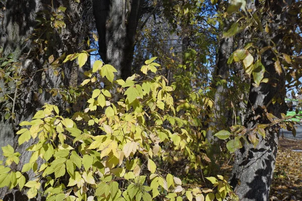 Photo Withering Tree Autumn Background Forest Sky Shades Blue Yellow — Stock Photo, Image