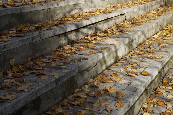 Old Park Photos Autumn Leaves Have Fallen Lying Stone Surface — Stock Photo, Image