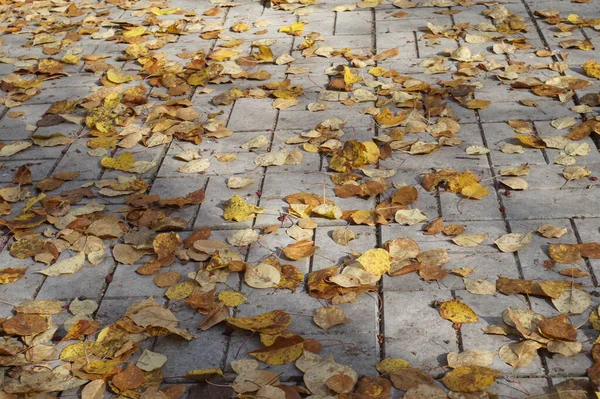 Old Park Photos Autumn Leaves Have Fallen Lying Stone Surface — Stock Photo, Image