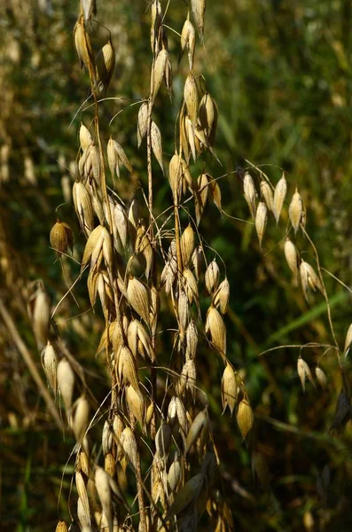 Yellow ears of oats and green ears of oats close-up