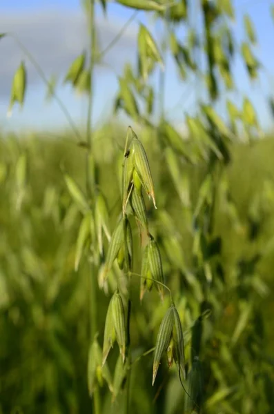 Yellow ears of oats and green ears of oats close-up