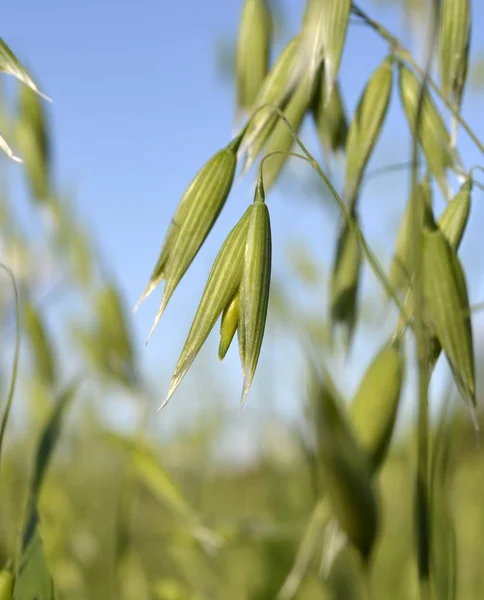 Yellow ears of oats and green ears of oats close-up