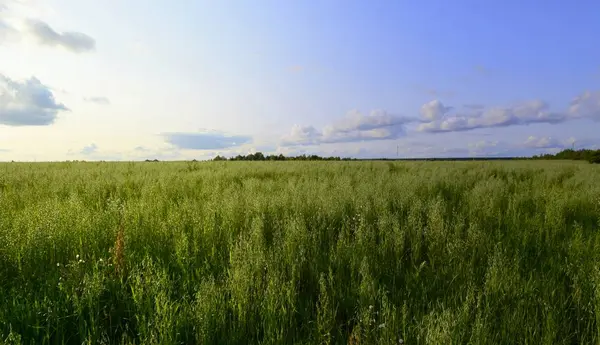 green field of oats on a background of blue sky with clouds