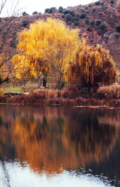 Duero nehrinin yanında altın ağaç
