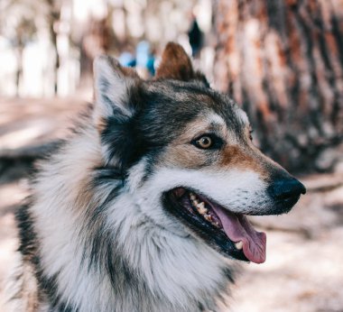 Siberian Husky Laika köpek