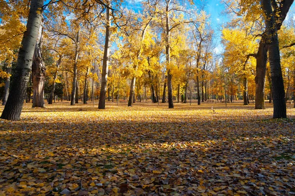 Altın ağaçları ile sonbahar park