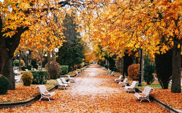 Altın ağaçları ile sonbahar park