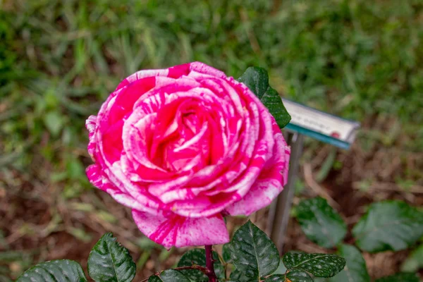 Rome Italy April 2019 Splendid Flower Rose Pink Color Immersed — Stock Photo, Image