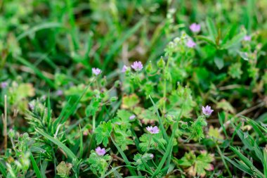 Napoli İtalya. 11 / Mayıs / 2019. Karakteristik mor rengi ile lavanta açısından zengin bir çayır. Yeşillik ve yemyeşil çimenler ile dolu çimenlik.