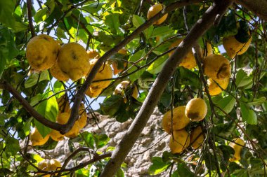 Napoli İtalya. 11 / Mayıs / 2019. Limon ağacı, yeşil yaprakları açısından zengin ve büyük ve sarı limon açısından zengin bir dal.