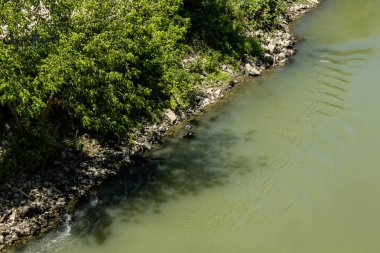 Roma Italya. 07/07/2019. Tiber Nehri Roma kentinden geçiyor. Nehrin Şelaleleri martılar yenilemek.