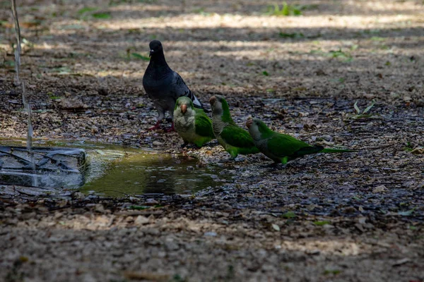 Roma Italia Luglio 2019 Pappagalli Rinfrescano Dal Caldo Tuffandosi Una — Foto Stock