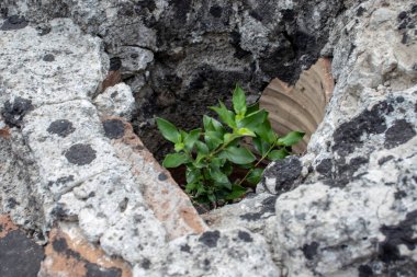 Bacoli, Napoli, İtalya. 20 Ağustos 2019. Eski Roma şehri, harabeleriyle. Kemerler, kolonlar ve kaplıcalar.