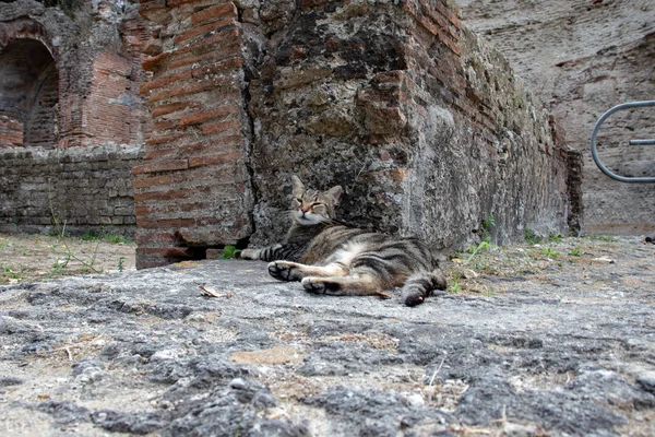Bacoli Naples August 2019 Cat Yawns Comfortably Lying Roman Ruins — Stock Photo, Image