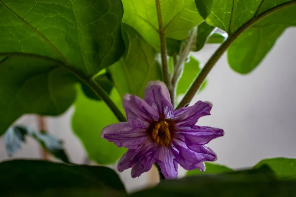 The aubergine plant blooms, a small purple flower. — Stock Photo, Image