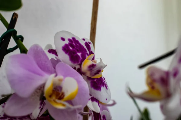 Im Vordergrund die Orchideenblume. — Stockfoto