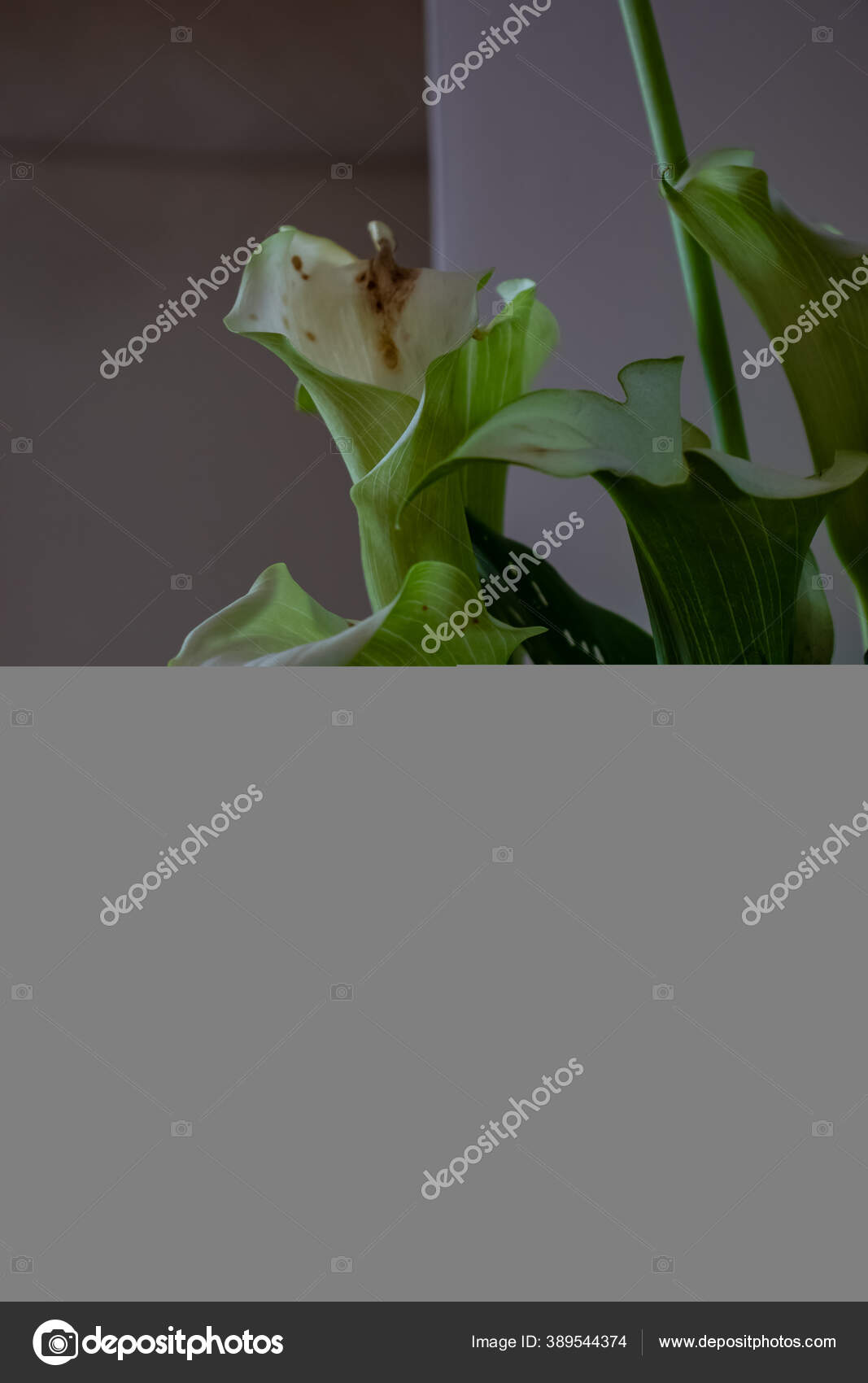 A calla lily flower that is wilting — Stock Photo © ImmaG 389544374