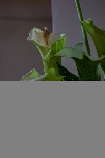 Квітка кальянної лілії, яка в'яне — стокове фото