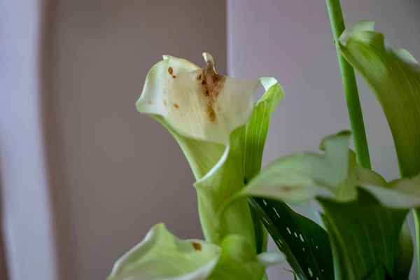 A calla lily flower that is wilting Stock Photo