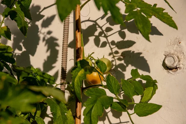 Balkondaki Sebze Bahçesi Meyve Veriyor Domates Demeti Domates Bitkisinin Üstünde — Stok fotoğraf
