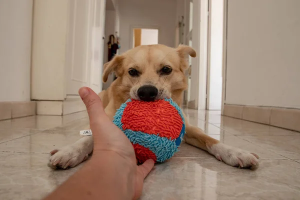 Köpek Top Ile Içeride Oynamak Istiyor Fırlatmayı Bekle — Stok fotoğraf