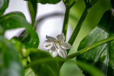 Parazitlerden etkilenen bir çiçek..